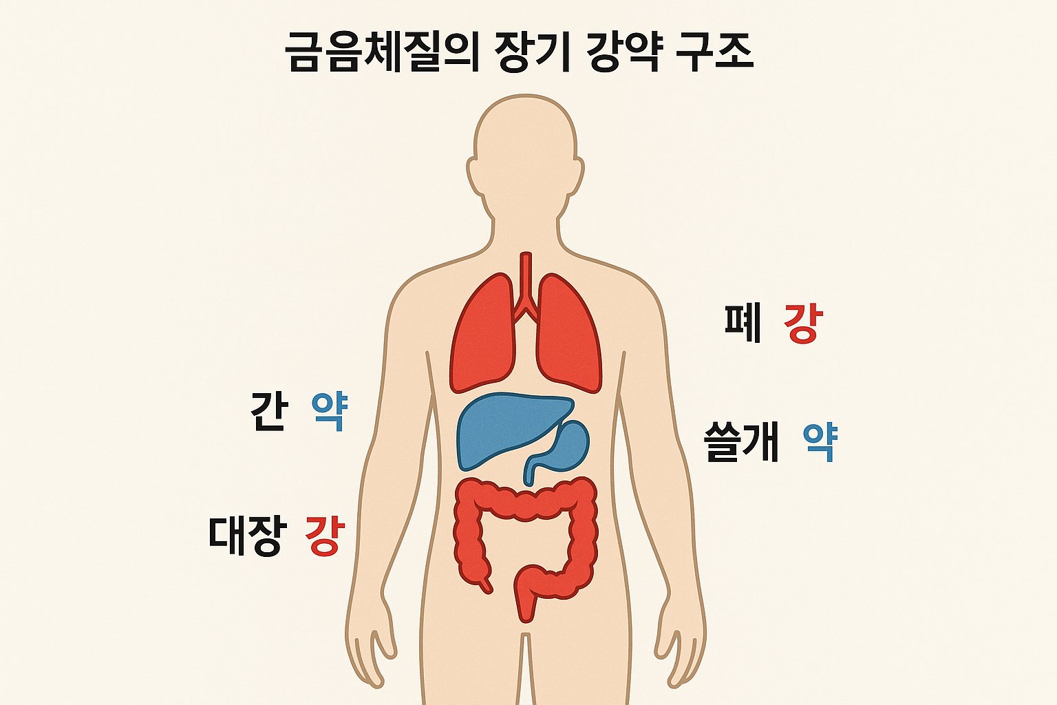 금음체질의 장부 강약 구조