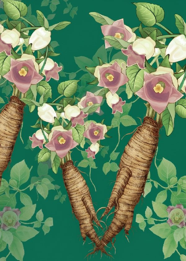 더덕 식물의 전체 모습