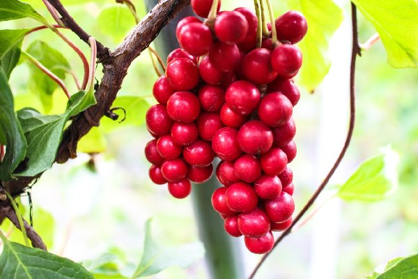 오미자 열매 식물 일러스트