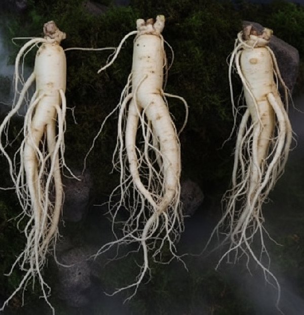 전통 한국 인삼 뿌리