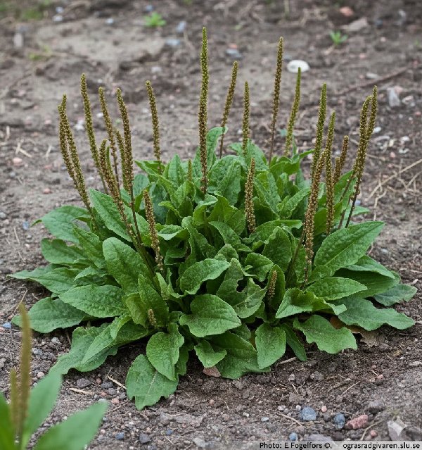 질경이의 꽃과 씨앗