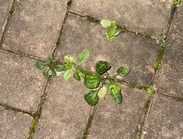 질경이의 자연 서식 모습